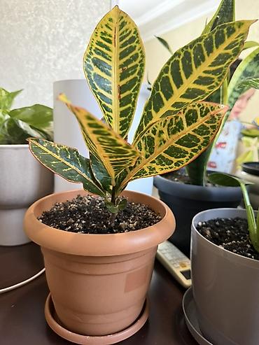 guldəfnə bitkisi: Kroton (Codiaeum variegatum) – dekorativ yarpaqlı otaq bitkisi - — 2