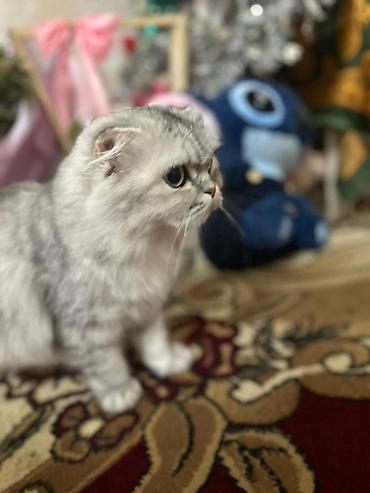 Pişiklər: Şotland — 10