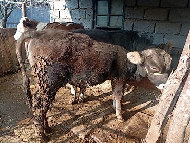 Коровы, быки: Продаю | Бык (самец) | На откорм | Привязанные — 1