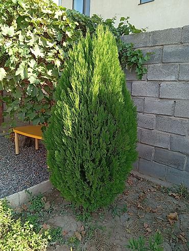 дерево туя: Туя западная Смарагд (Thuja occidentalis ‘Smaragd’) — декоративные — 2