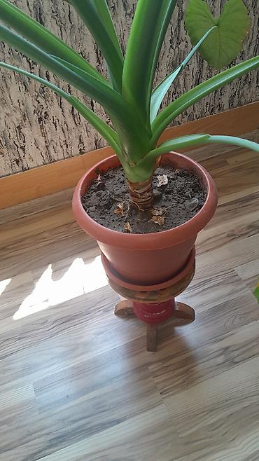 bezek bitkisi: Alokaziya (Alocasia) otaq bitkisi – iri, ürəkvari-oxvari yaşıl — 4