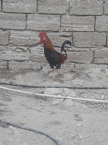 kend cuceleri: Cins xoruz satilir tecili.Qiymet 25 manat — 4