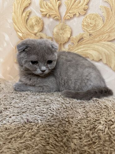 шотландский вислоухий котенок баку: Шотладская вислоухая, Самка