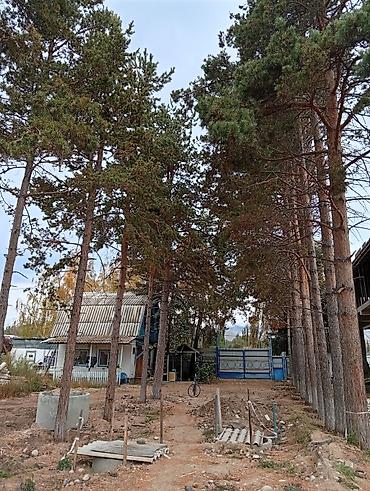 Семена и саженцы: Продаются взрослые хвойные деревья (сосны), выращенные на участке — 1