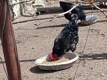 Toyuqlar: Toyuq, Australorp, Damazlıq, Ünvandan götürmə — 10