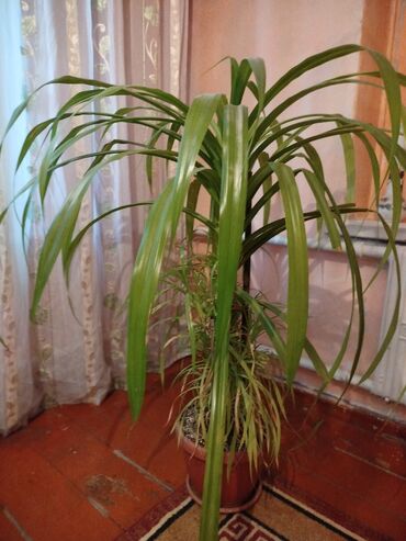 Другие комнатные растения: СРОЧНО 📌 в связи с отъездом. Продам комнатные цветы. 1)панданус