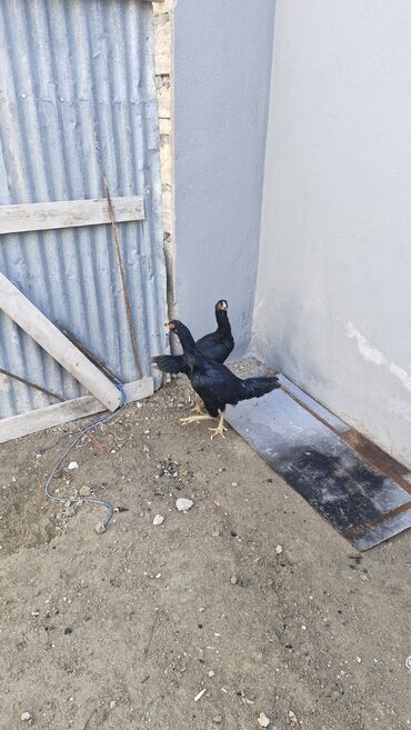 Toyuqlar: Toyuq, Damazlıq — 7