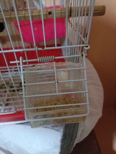 Tutuquşları: 2 popuqaydı dest hamsı bır yerde satıram 60 man — 6