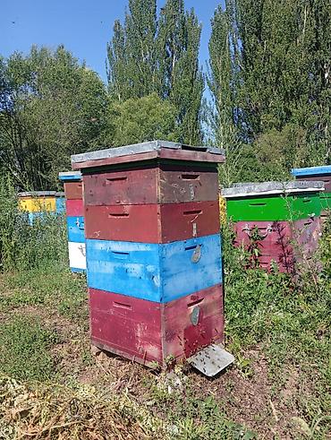 матка пчелы: Пчелопакеты в ульях Продаю ульи с пчёлами. Пасека стационарная — 4