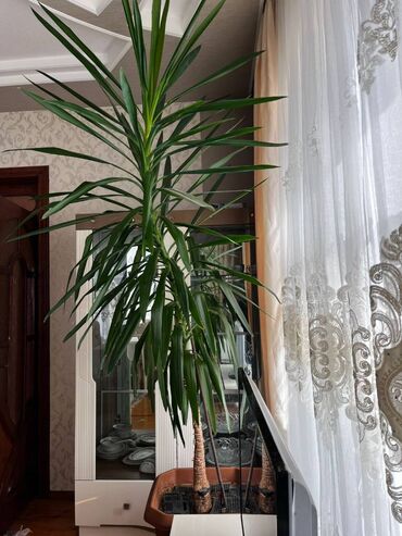 elde gul sekilleri: Yucca bitkisi 3 metr tam saglam