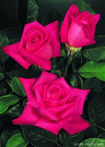 Роза: Саженцы — 8