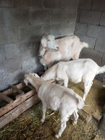 трава для животных: Продаю | Коза (самка) | Зааненская | Для молока