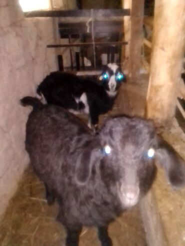Козы, козлы: Продаю | Козлёнок | Для разведения — 2