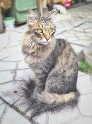 хочу купить кошку: Ургаачы