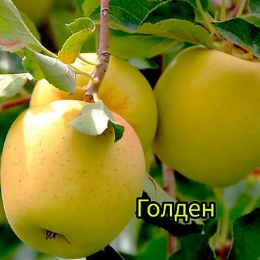 Другие фруктовые и ягодные растения: Саженцы плодовых культур (разные сорта) оптом и в розницу. Успейте — 6