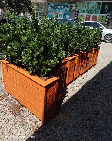 Bitkilər üçün dibçəklər: Restoranlar üçün dibçək qiymətlər fərqlidir Qiymət şərti qiymətdir — 8