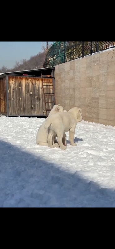 İtlər: Alabay — 12