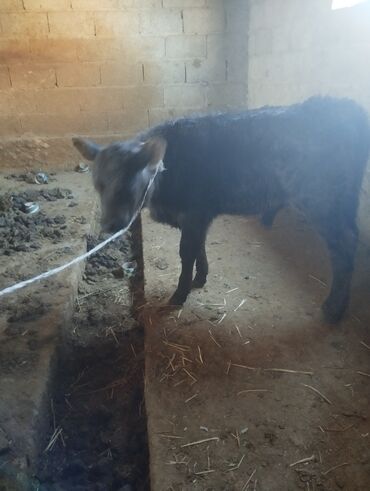 собака токмок: Продаю | Музоо, торпок | На откорм | Привязанные