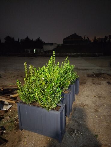 Bitkilər üçün dibçəklər: Məhsul: Dekorativ uzun formalı dibçəklər (ağac/kol əkilmiş) Endirim — 10