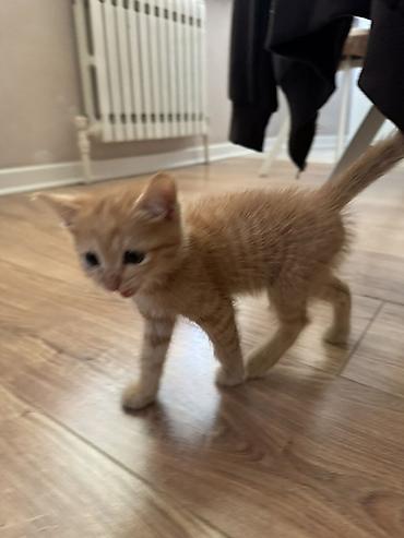 Отдам даром кошку: Кошка даром: Беспородная, 2 месяца, Мальчик, Приучена к лотку — 4