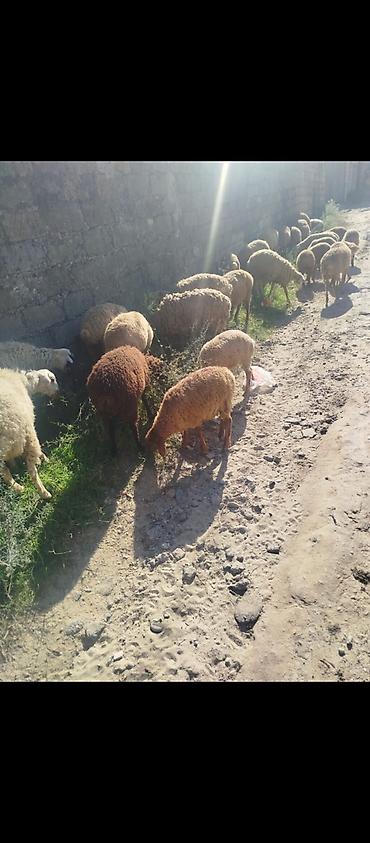 emlik quzu: 27 quzu satılır erkeydi dişili qarışıqdır qiyməti 225 manat — 1