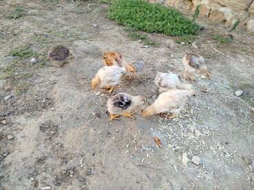 Çəngəllər: Toyuq cücələri, Damazlıq, Pulsuz çatdırılma