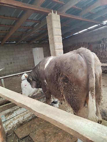 Коровы, быки: Продаю | Бык (самец) | Герефорд | Для разведения | Привязанные — 8