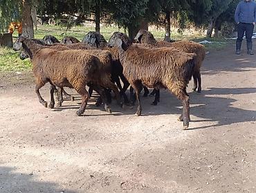 Баран, овца: Продаю | Овца (самка) | Для разведения | Ярка — 3