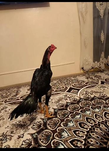 С/х животные и товары: Петух, Heyrati, лет: 1, Платная доставка — 1
