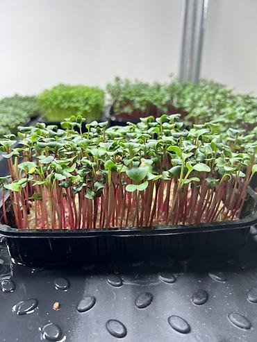 Микрозелень: Микрозелень в Бишкеке Горох подсолнечник, брокколи, горчица, редис — 3