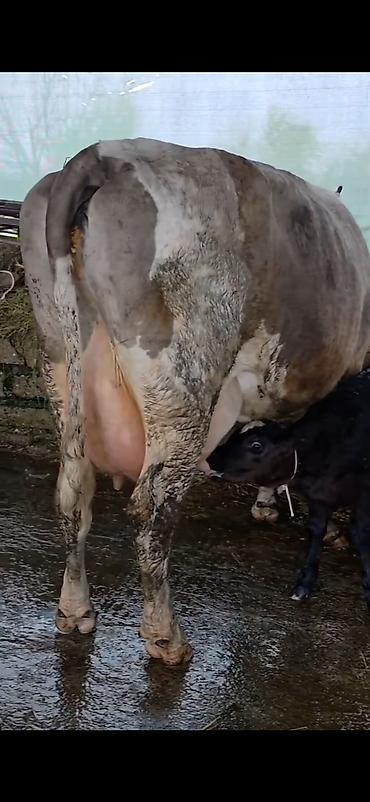 Inəklər, öküzlər: Südlük inək və bala -cins sives süd verimi 21 lt qarantia verirem — 15