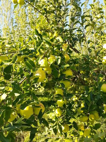 продам яблоко: Яблоки Голден