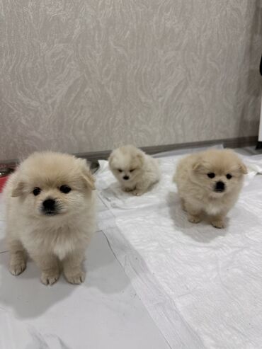 İtlər: Şpitz, 1 ay, Erkek — 6