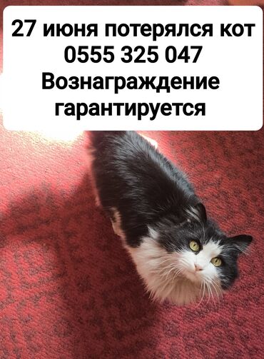 купить бурманскую кошку: 27 июня потерялся кот Если Вы видели его Просьба сообщить по телефону