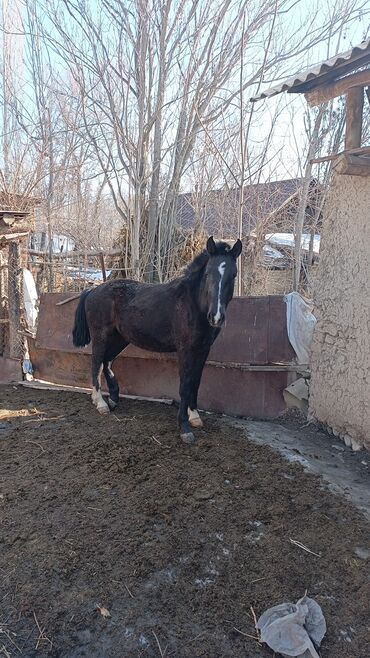 продаю тюк: Сатылат