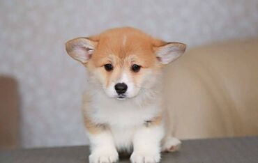 İtlər: Korgi, 2 ay, Erkek, Sənədli, Pulsuz çatdırılma — 15