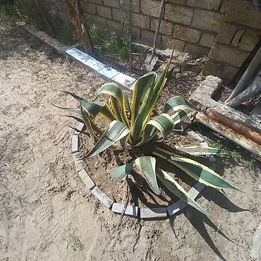 su dasl: Aqava americana “Variegata” – dekorativ sukulent - Növ: Agave — 4