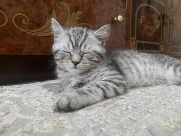 переноска для кошек цена: Скотиш Страйт (Шотландская прямоухая), 3 месяца, Мальчик, Серебристая шиншилла, Приучена к лотку, Проглистована, С документами