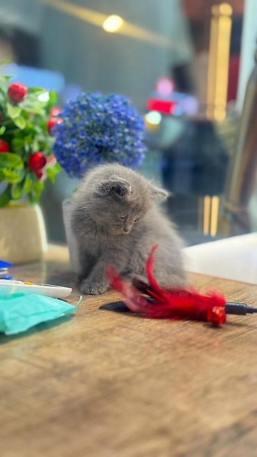 шатландские кошки: Пушистый серый котёнок - Порода: Шотландский тип (короткошёрстный) — 3