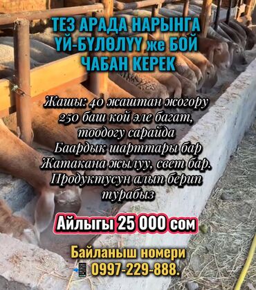 я ищу работу скотник доярка: Талап кылынат Чабан, Төлөм Келишим түрдө, Окутуу lalafo.kg да я ищу работу скотник доярка: Талап кылынат Чабан, Төлөм Келишим түрдө, Окутуу