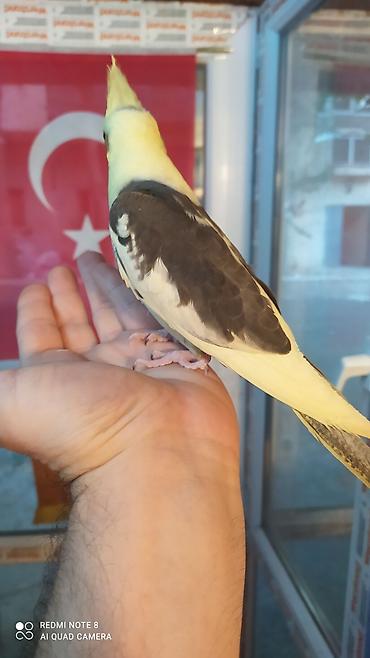 Tutuquşları: Salam. TAM SAĞLAM VİTAMİNLƏR PROFESSİONAL BİT DƏRMANİ VURULUB VƏ — 25