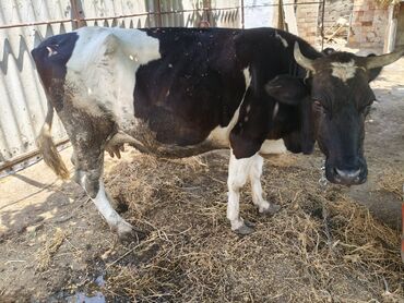 i̇nəklər: Dişi, il: 4, Südlük, Ünvandan götürmə