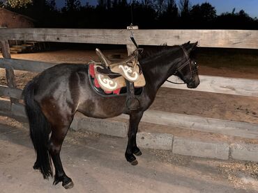 конь на забой: Пони уэльский
Кобыла 3 года
В комплекте седло и уздечки!