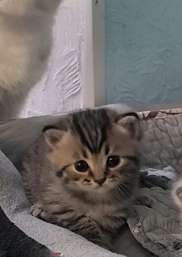 скоттиш страйт котята: Продаются котята Шотландские (Скотиш Страйт) ( открыты для