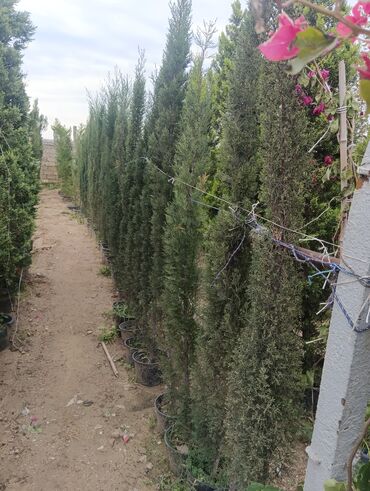 Landşaft işləri: Dekarativ bitgilerin satişi
xan cinar
ekvalit
zeytun — 18