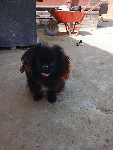 İtlər: Pekines -da lalafo.az — 2 İtlər: Pekines — 2