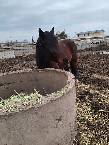 Лошади, кони: Продаю | Конь (самец), Жеребец, Жеребенок — 9