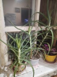 шкаф офисной: Алоэ в горшках (взрослые растения) - Суктуленты с мощными мясистыми