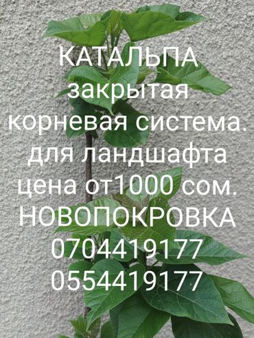 удобрение для малины: Саженцы деревьев: Самовывоз, Платная доставка