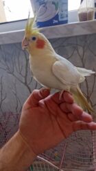 qefesler: Korellalar satılır. 3 dənədi 1 - i əl quşudu. Qəfəs qarışıqda